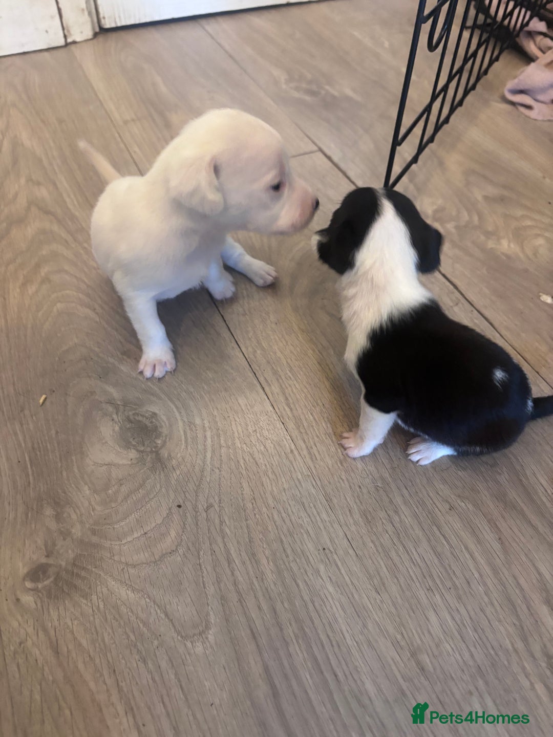 Mixed Breed dogs for sale: Cocker Jack - Image 5