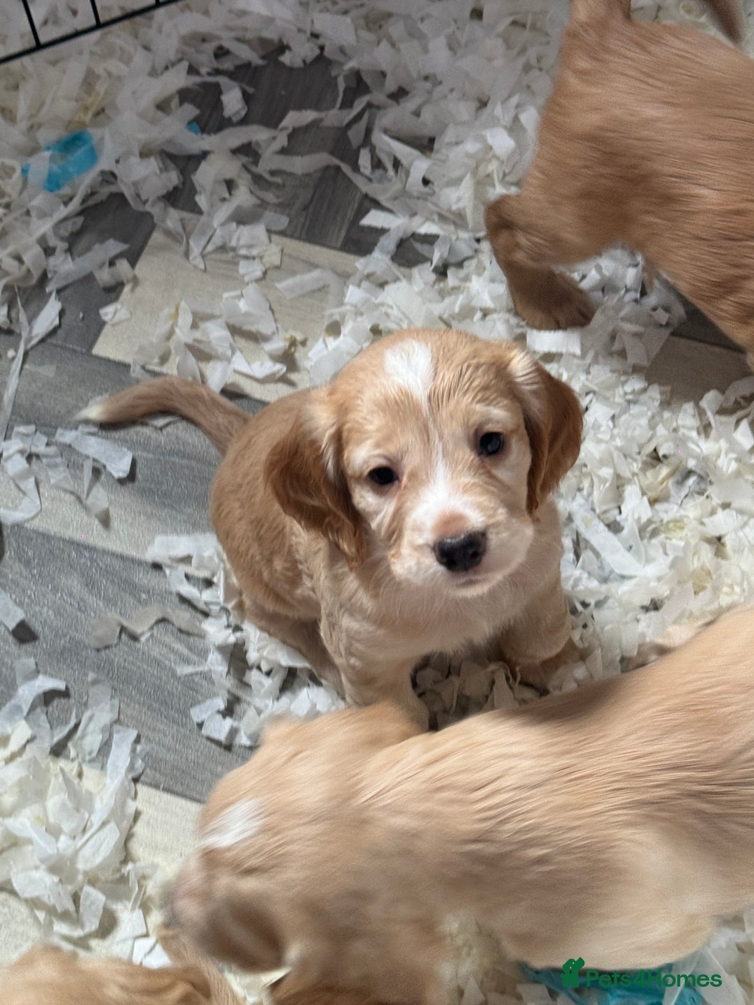 Cocker Spaniel dogs for sale: **2 Left ** KC Registered Cocker Spaniel Puppies in Aberdeen - Image 3
