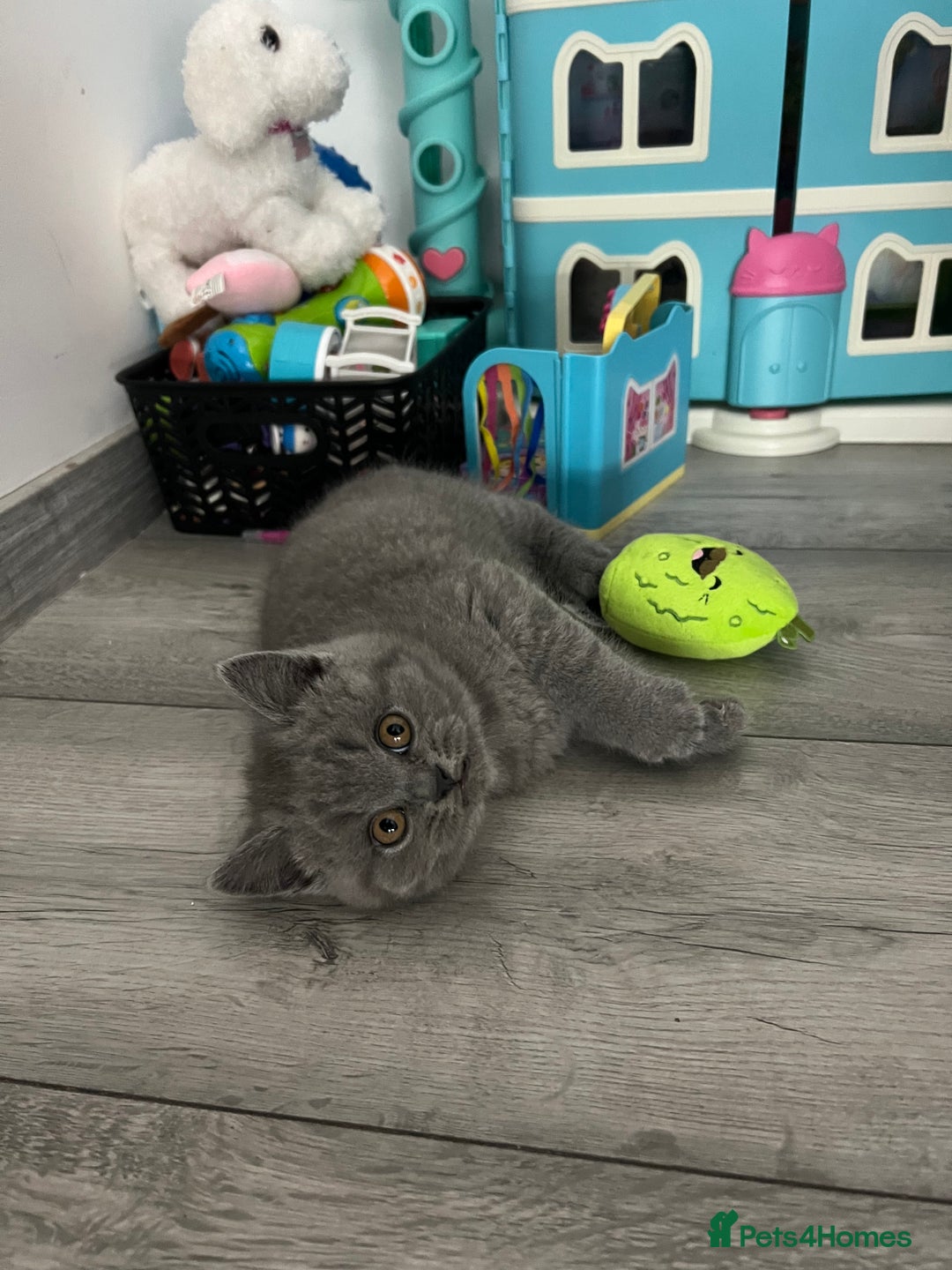 British Shorthair cats for sale:  👑 GCCF Purebred British Shorthair kittens 👑 - Image 5