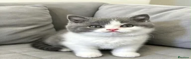 British Shorthair 1