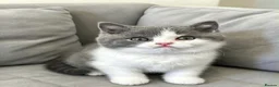 British Shorthair cats for sale: champion bloodline blue bi - Advert 3
