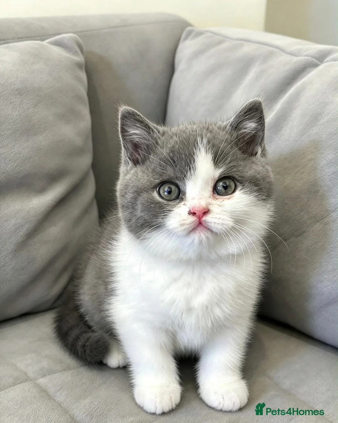 British Shorthair cats for sale: champion bloodline blue bi - Advert 3