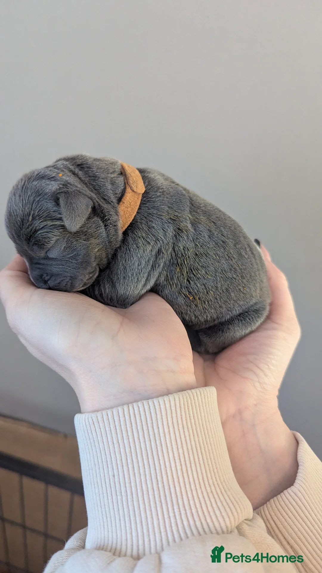 Staffordshire Bull Terrier dogs for sale: Beautiful KC reg Staffordshire bull terriers - Advert 19