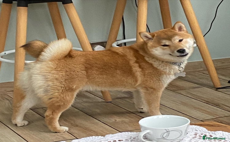 Japanese Shiba Inu dogs - Advert 1