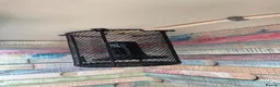 Milk Snake reptiles for sale: Tangerine Honduran Milk Snake - Advert 8