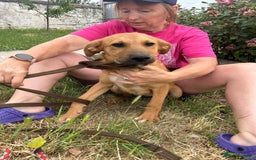 Mixed Breed dogs for adoption: Smithy - Norwich norfolk - Image 9