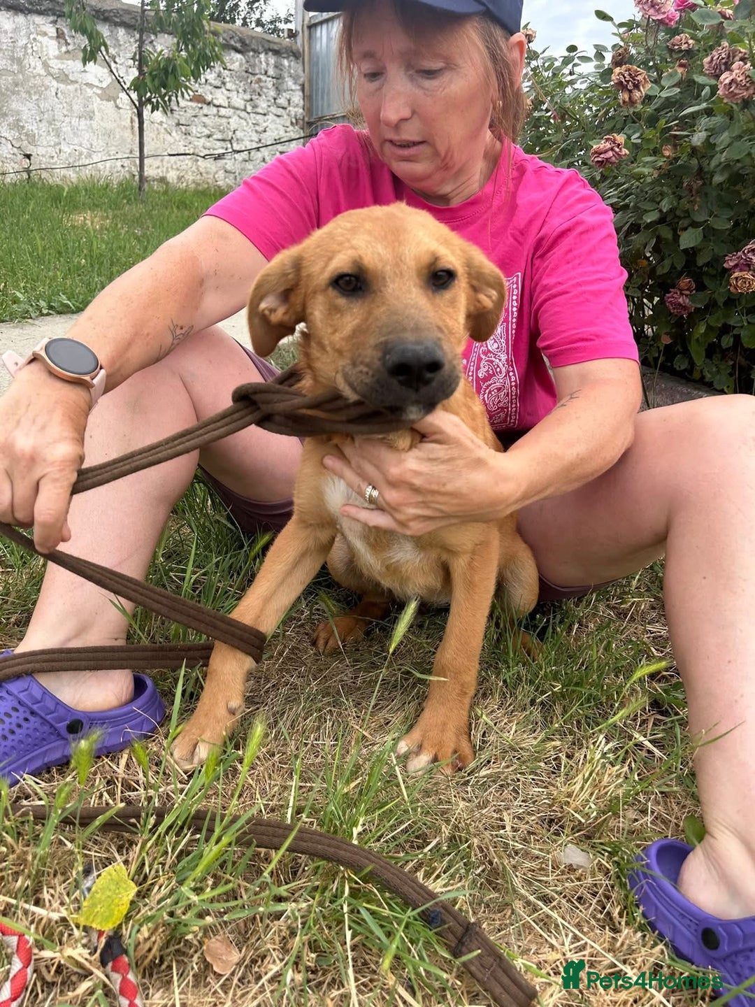 Mixed Breed dogs for adoption: Smithy - Norwich norfolk - Image 9