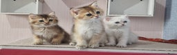 British Shorthair cats for sale: British shorthair pedigree kittens - Advert 14