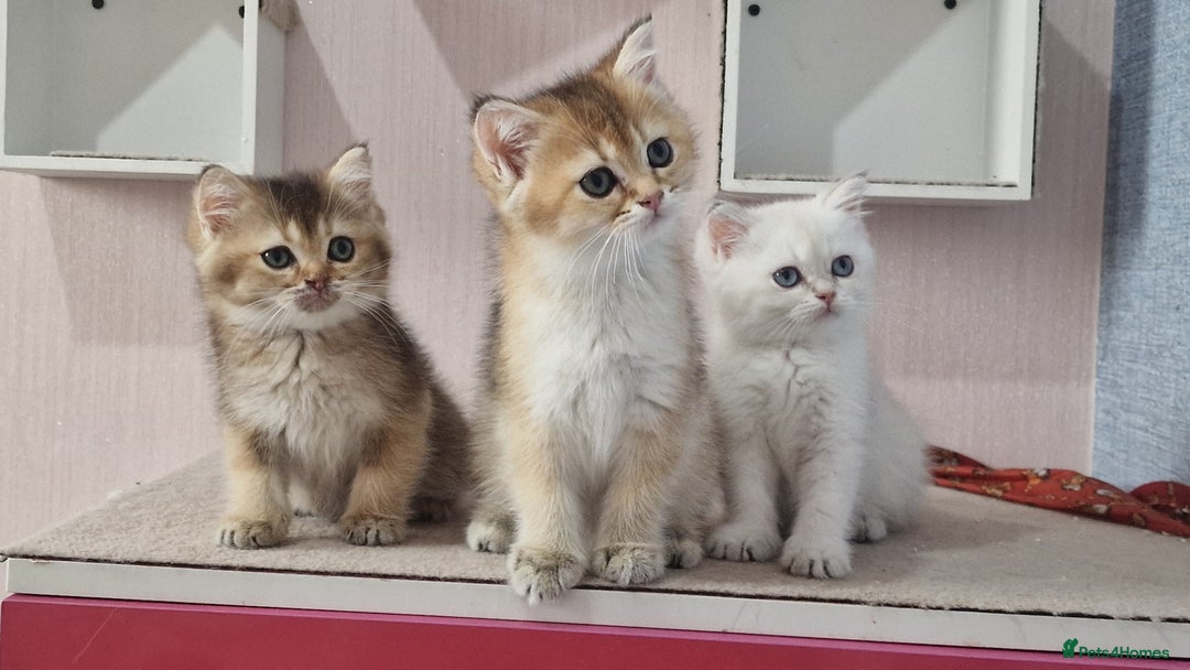 British Shorthair cats for sale: British shorthair pedigree kittens - Advert 14