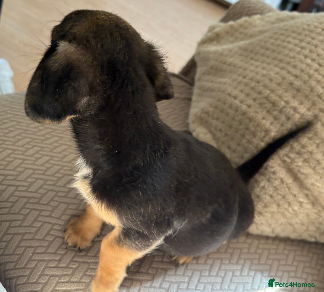 Mixed Breed dogs for sale: 6 jug x cavachon pups for sale  - Image 16
