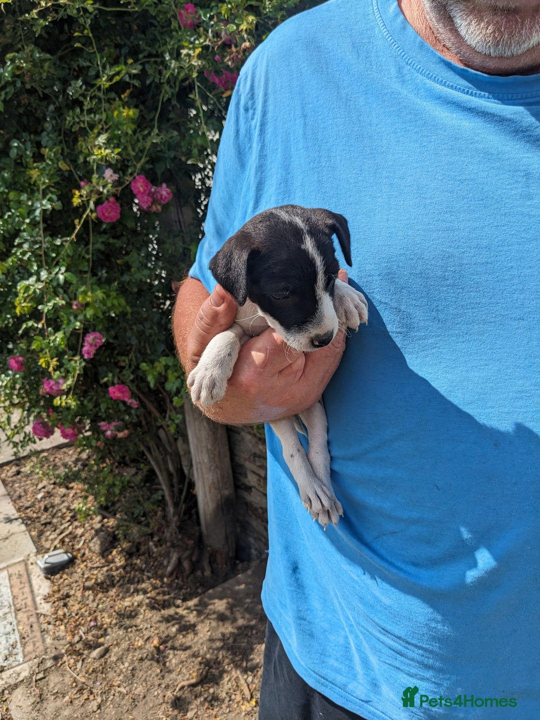 Jack Russell dogs for sale: Miniature Jack Russell's - Image 4