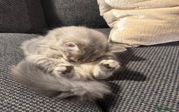 Siberian cats for sale: Siberian kitten ( we can negotiate price) in Liverpool - Image 9