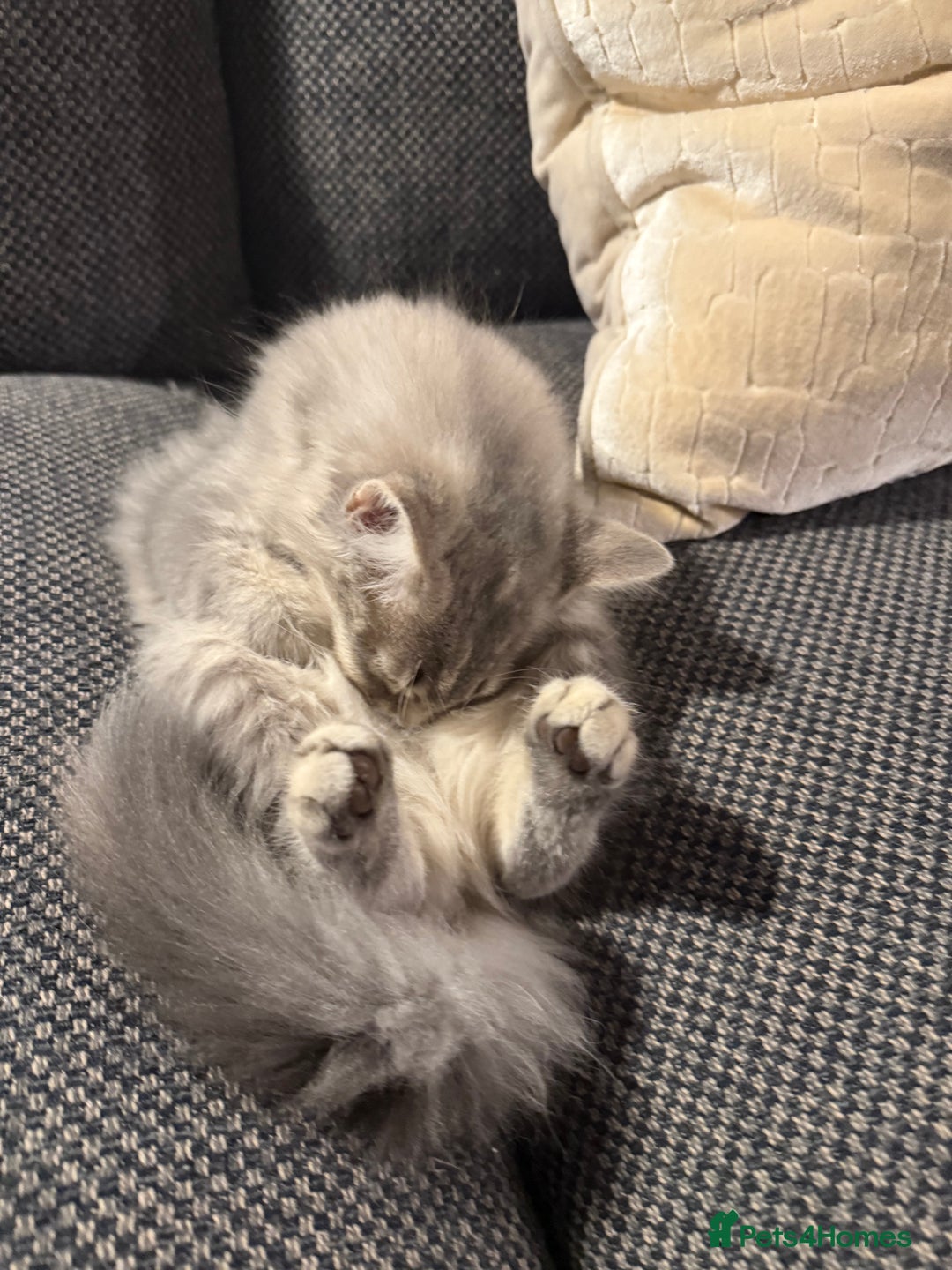 Siberian cats for sale: Siberian kitten ( we can negotiate price) in Liverpool - Image 9