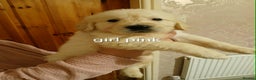 Golden Retriever dogs for sale: Beautiful Golden Retriever Puppies - Advert 7