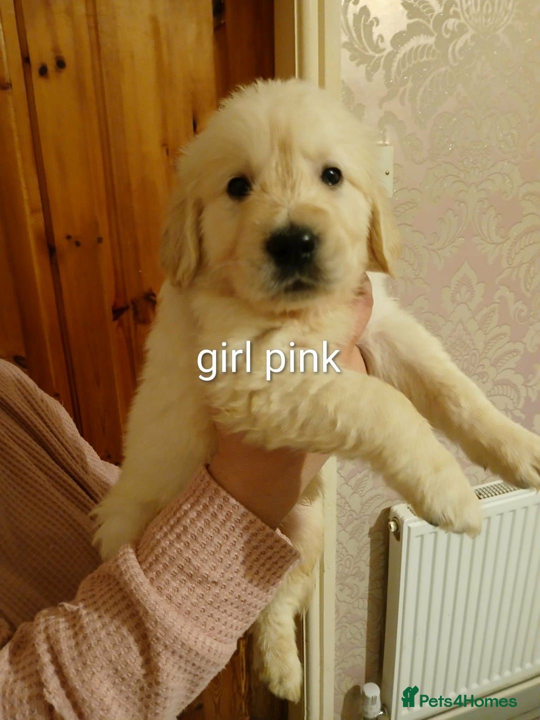 Golden Retriever dogs for sale: Beautiful Golden Retriever Puppies - Advert 7