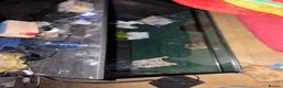 Tortoise reptiles for sale: Tortoise for rehoming - Advert 2