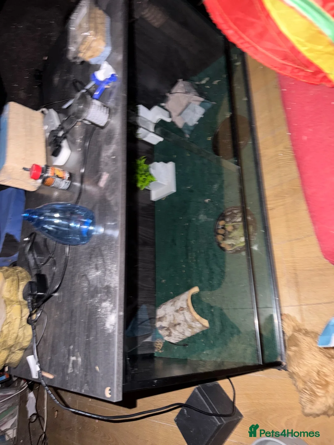 Tortoise reptiles for sale: Tortoise for rehoming - Advert 2