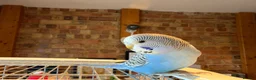 Budgerigars birds for sale: Beautiful Baby Budgies  - Advert 3
