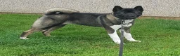 Akita dogs for sale: American Akita PUPPIES  - Advert 2