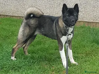 Akita dogs American Akita PUPPIES - Advert 2