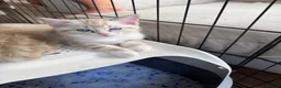 Ragdoll cats for sale: Ragdoll cross in King's Lynn - Advert 7