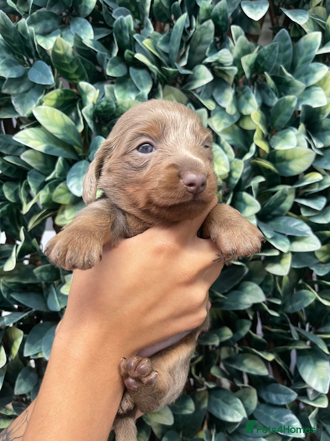 Miniature Dachshund dogs for sale: Long haired Isabella and tan miniature dachshund  - Image 12