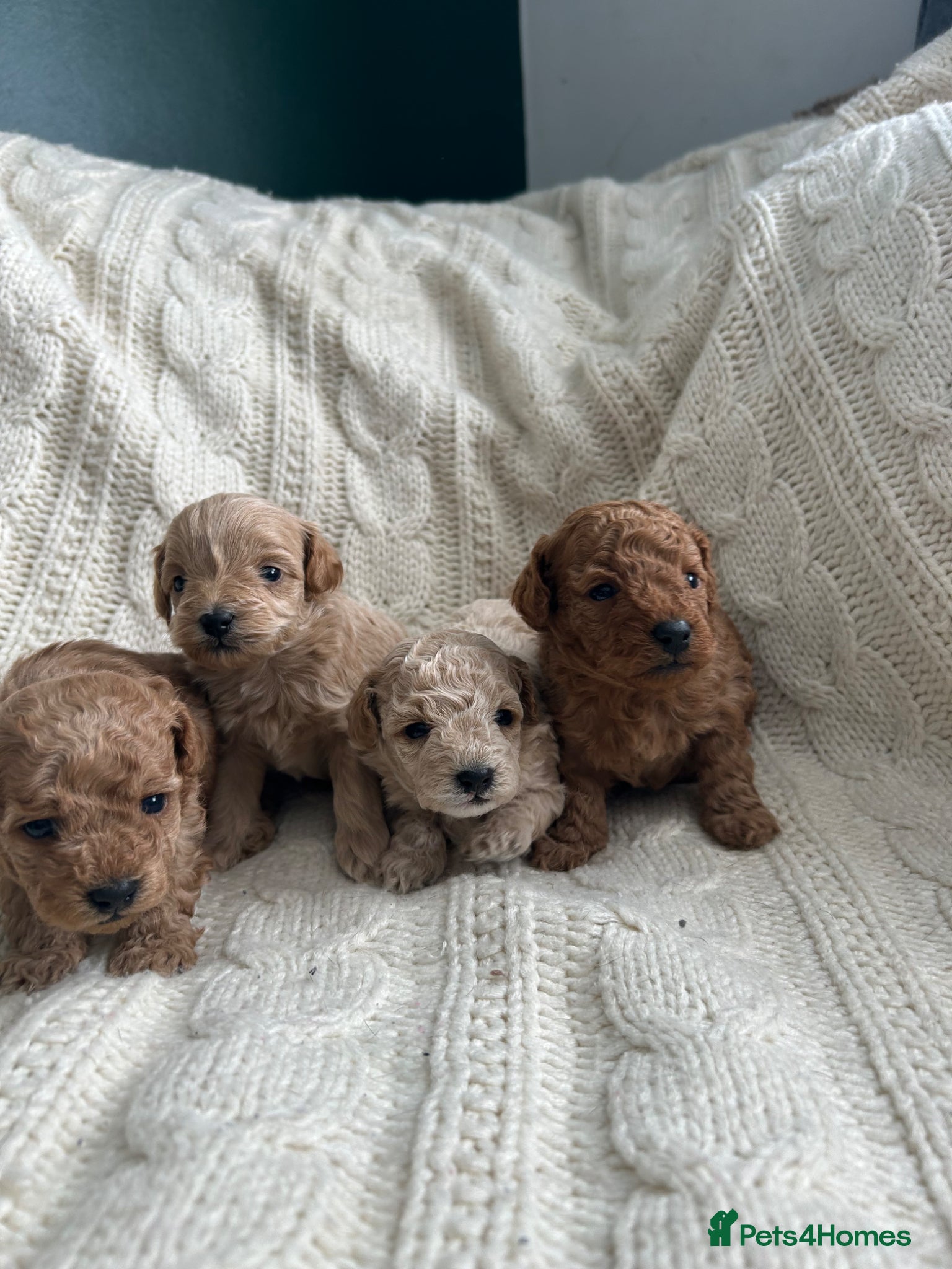Maltipoo dogs ✨ Tiny Asian F1B Maltipoo Puppies ✨ - Advert 4