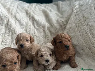 Maltipoo dogs ✨ Tiny Asian F1B Maltipoo Puppies ✨ - Advert 4