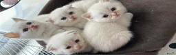 Scottish Fold cats for sale: Four Little Snowflakes with Unreal Blue Eyes  - Advert 36