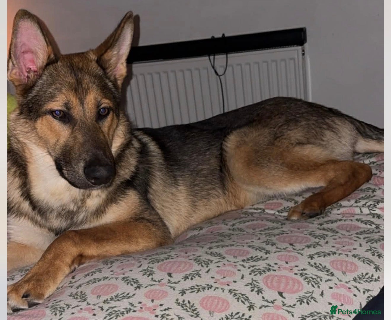 Mixed Breed dogs Miss Molly  - Advert 1