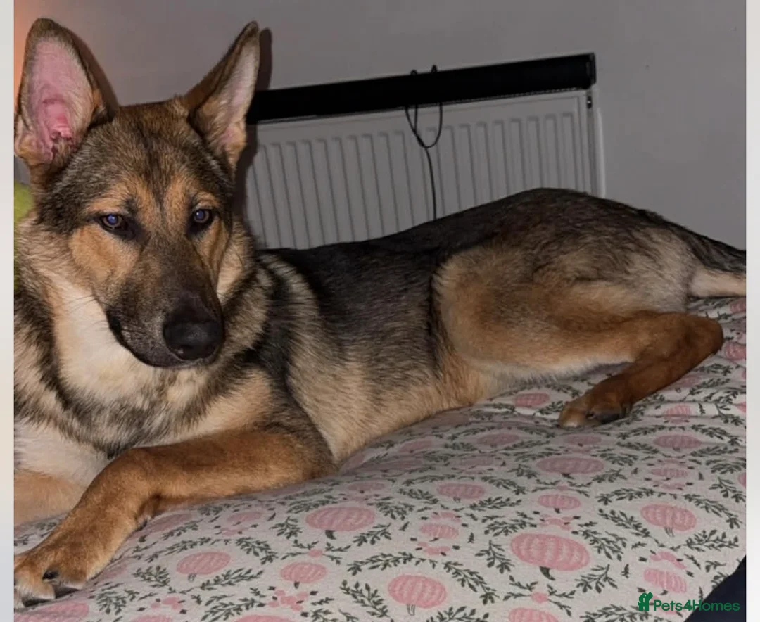 Mixed Breed dogs for sale: Miss Molly  - Advert 1