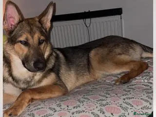 Mixed Breed dogs Miss Molly - Advert 1