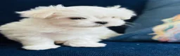 Maltese dogs for sale: Luxury Maltese“Doll Face”Puppies–Korean Bloodlline - Advert 7