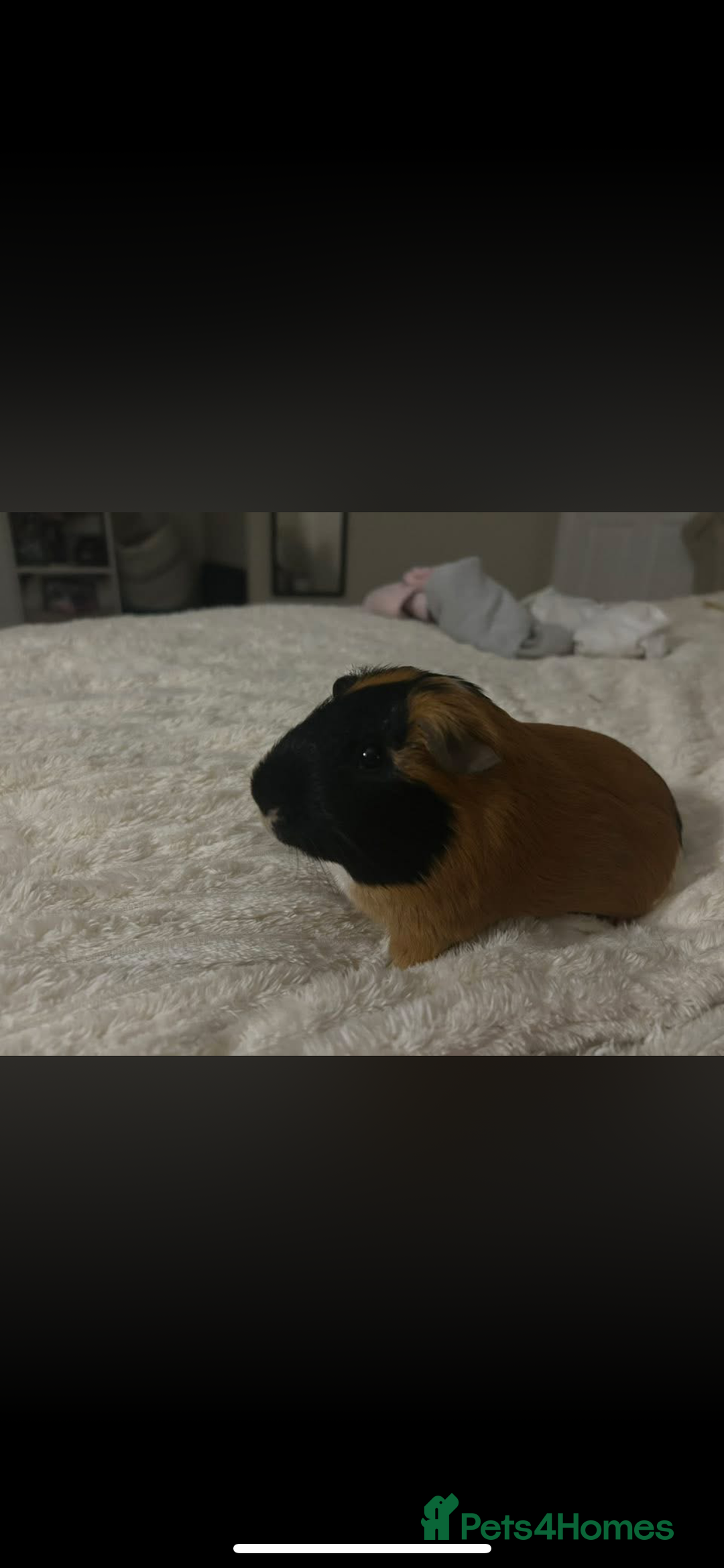 Guinea Pig rodents for sale: 2 male guinea pigs (brothers)  - Advert 2