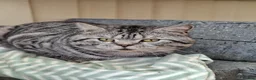 British Shorthair cats for sale: Black smoked tabby British Shorthair in Chesterfield - Advert 4