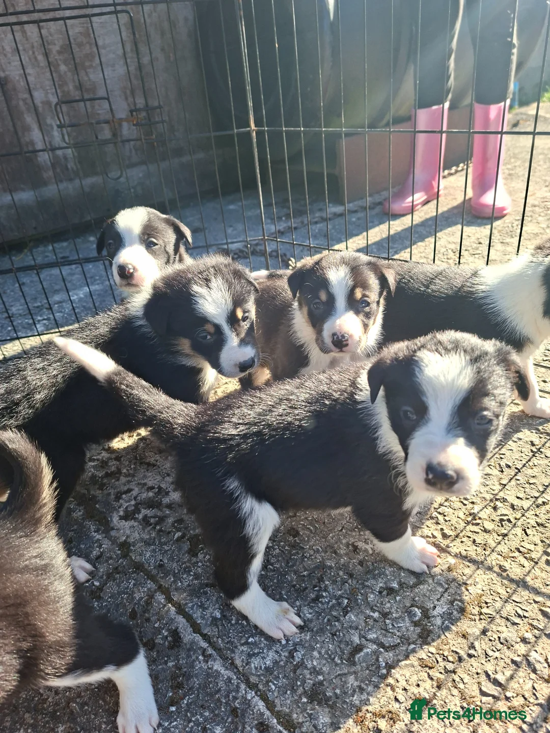 Border Collie dogs for sale: Stunning farm bred border collie pups  - Advert 1