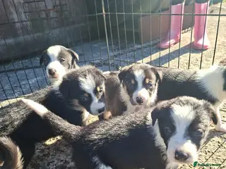 Border Collie dogs Stunning farm bred border collie pups - Advert 2