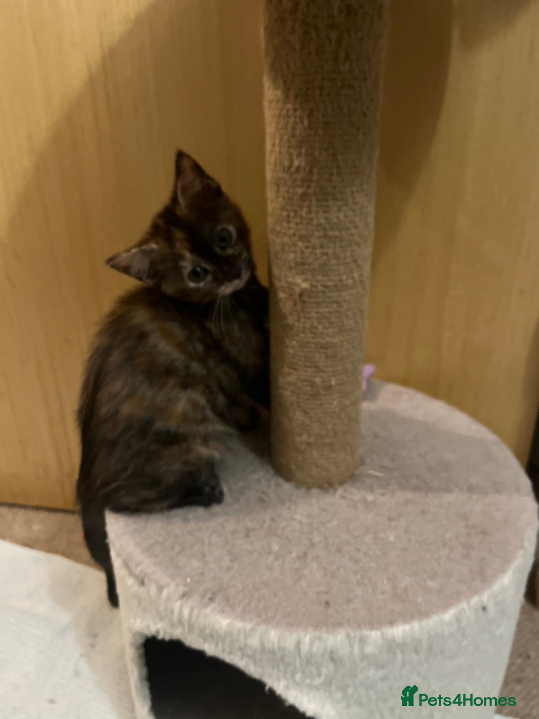 Mixed Breed cats for sale: 4 beautiful kittens looking for new homes  - Advert 16