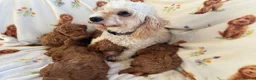 Cavapoo dogs for sale: Red toy cavapoo  - Advert 2