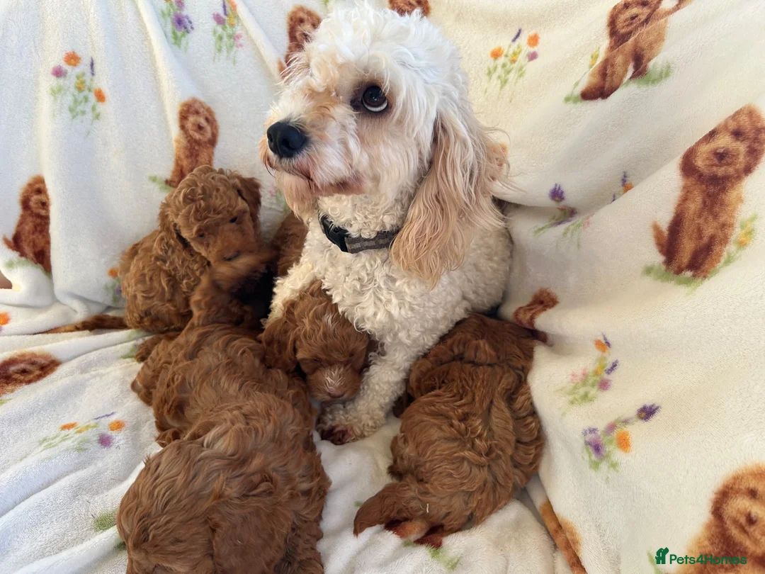 Cavapoo dogs for sale: Red toy cavapoo  - Advert 2