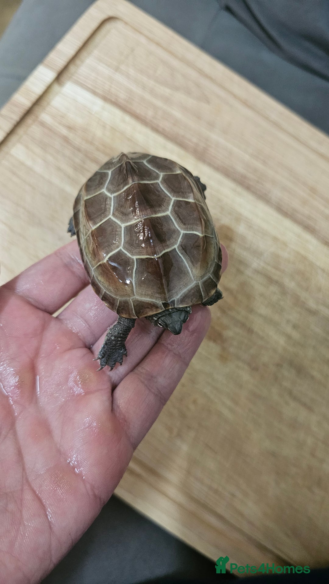 Turtle reptiles for sale: Two Reeves turtles for sale - Advert 5