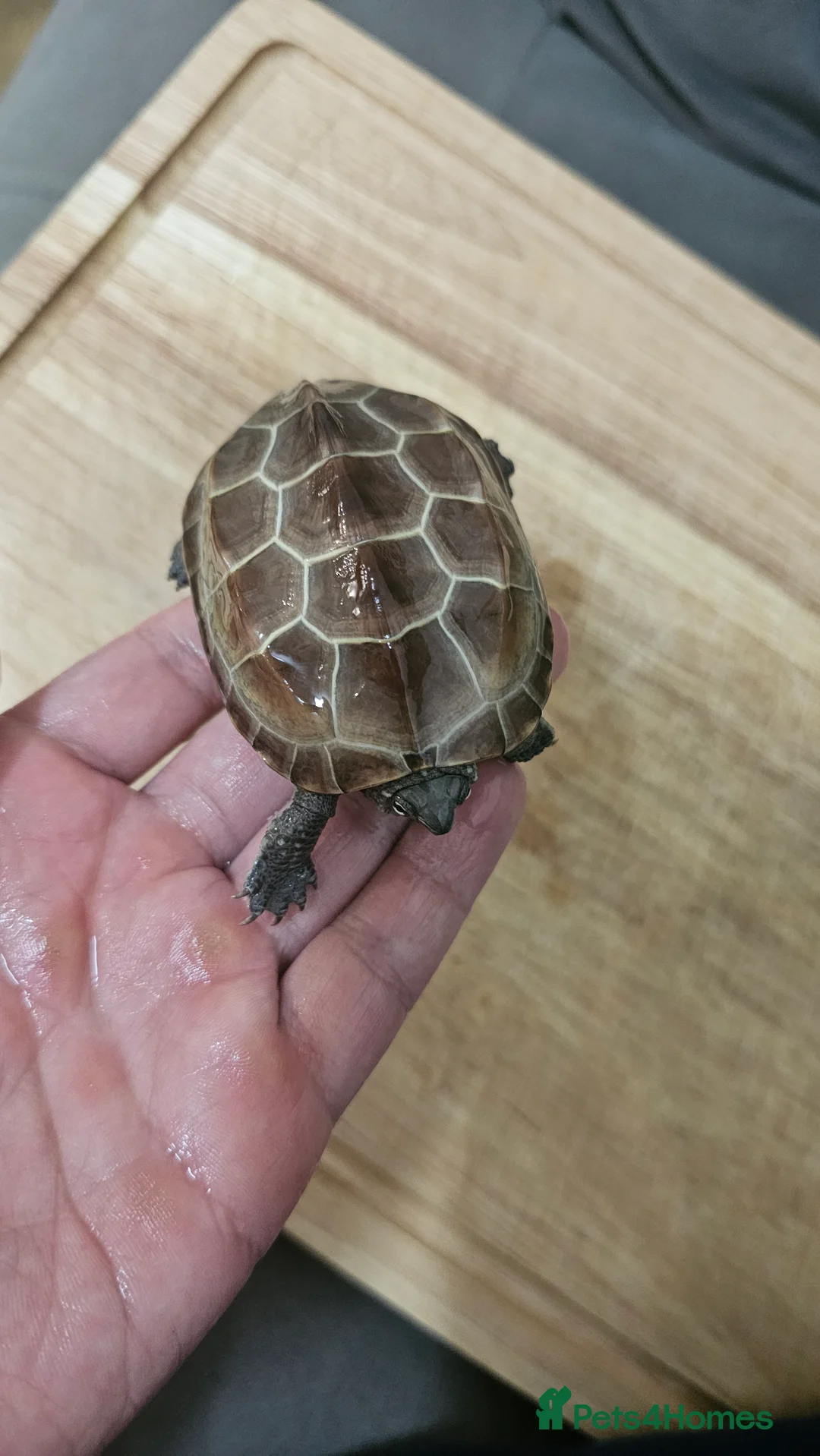 Turtle reptiles for sale: Two Reeves turtles for sale - Advert 5