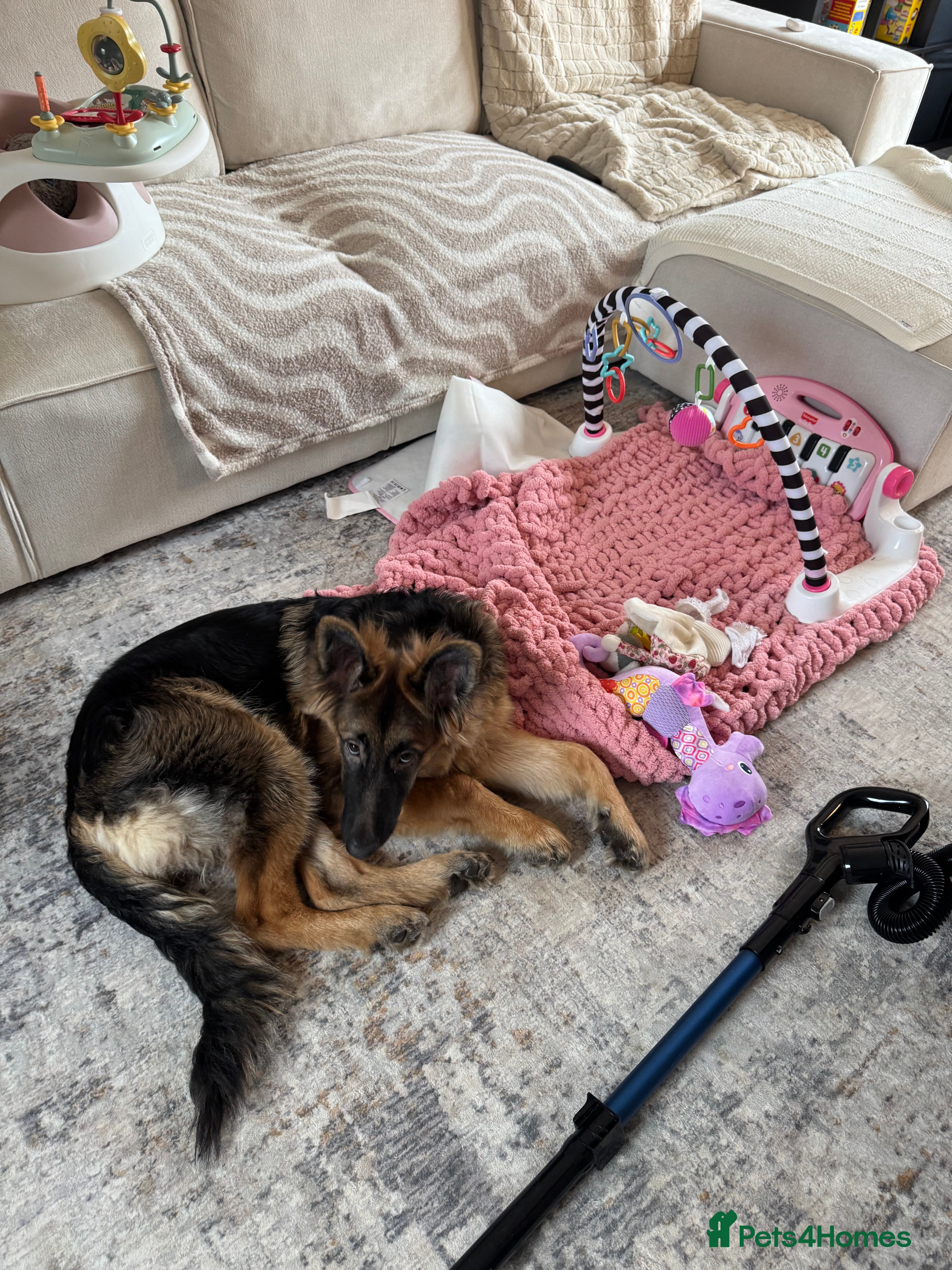 German Shepherd dogs 7 Month Old German Shepherd Male - Advert 8
