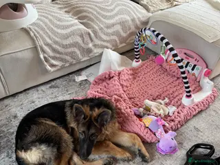 German Shepherd dogs 7 Month Old German Shepherd Male - Advert 8