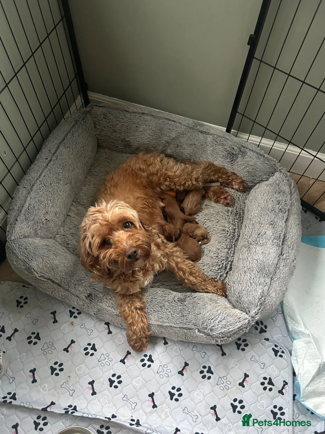 Cockapoo dogs for sale: Toy Cockapoo Puppies - Advert 1