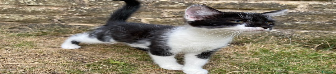 Mixed Breed Kitten 4