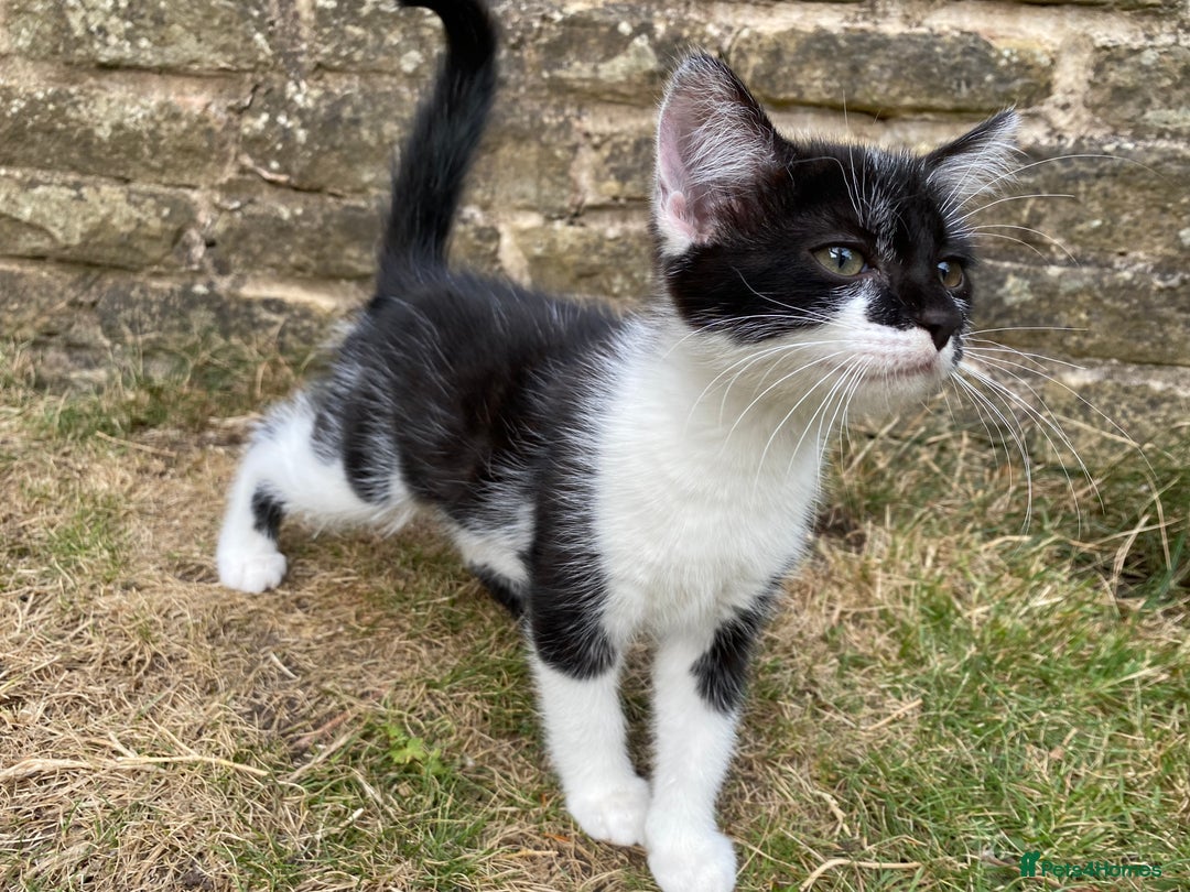 Mixed Breed cats for sale: beautiful kittens - Image 15