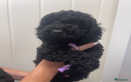 Cavapoo dogs for sale: 🐶 F1B CAVAPOOS 5* HEALTH CHECK 🐶 - Image 9