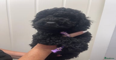 Cavapoo dogs - Advert 14