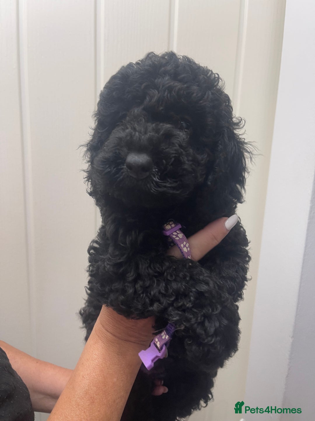 Cavapoo dogs for sale: 🐶 F1B CAVAPOOS 5* HEALTH CHECK 🐶 - Image 9